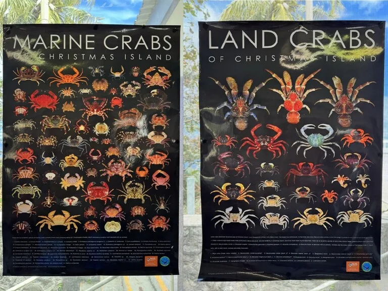 オーストラリア領クリスマス島に生息するカニの種類を載せたポスター。山にいるカニと海にいるカニが総勢70種以上。
