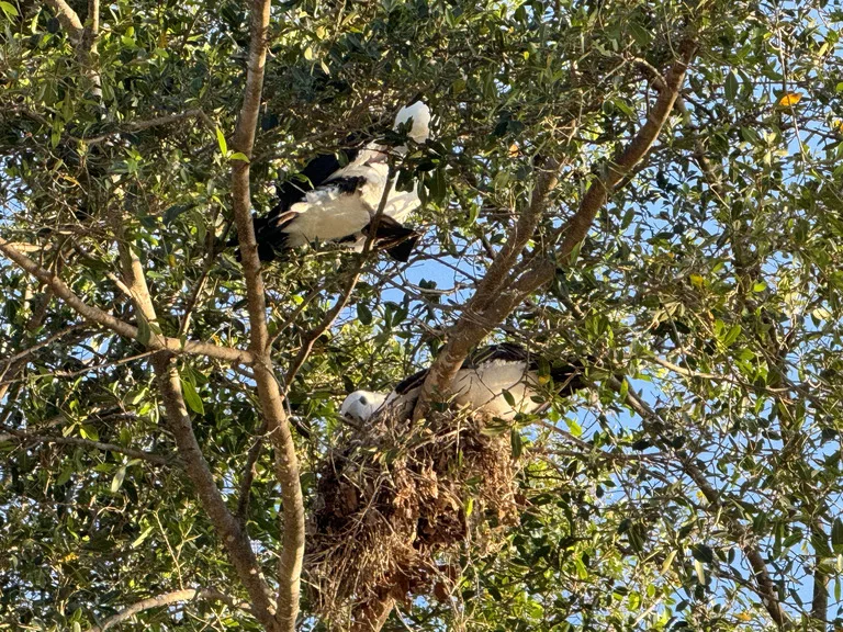 クリスマス島の固有種・Abbott’s Booby(モモグロカツオドリ)。高い木の巣で寄り添う親鳥のペア