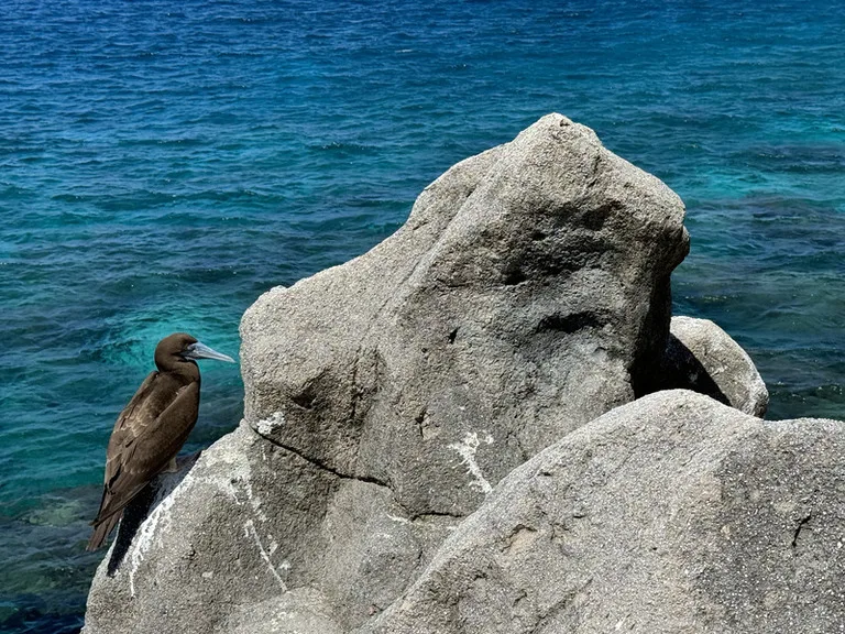 クリスマス島の海辺の岩場からこちらを見つめるカツオ鳥