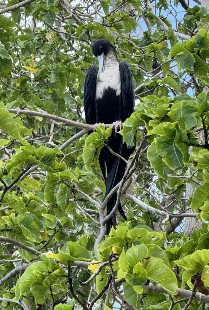 クリスマス島に生息するChristmas Island Frigatebird(クリスマスオオグンカンドリ)