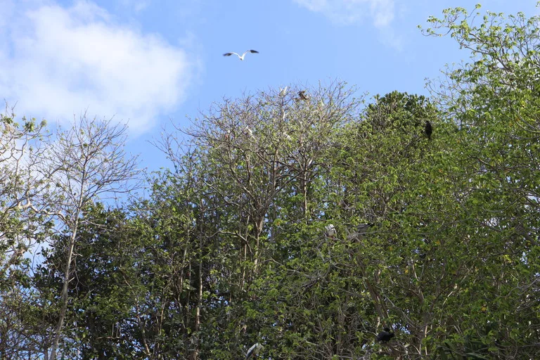 クリスマス島のバードウォッチング