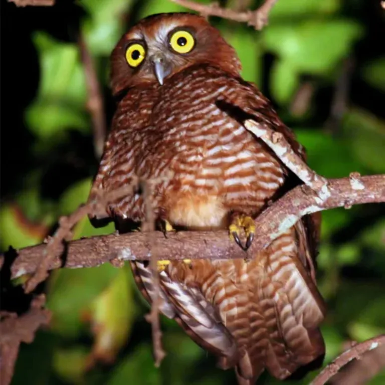 クリスマス島に生息するChristmas Island Hawk-Owl(クリスマスフクロウ)