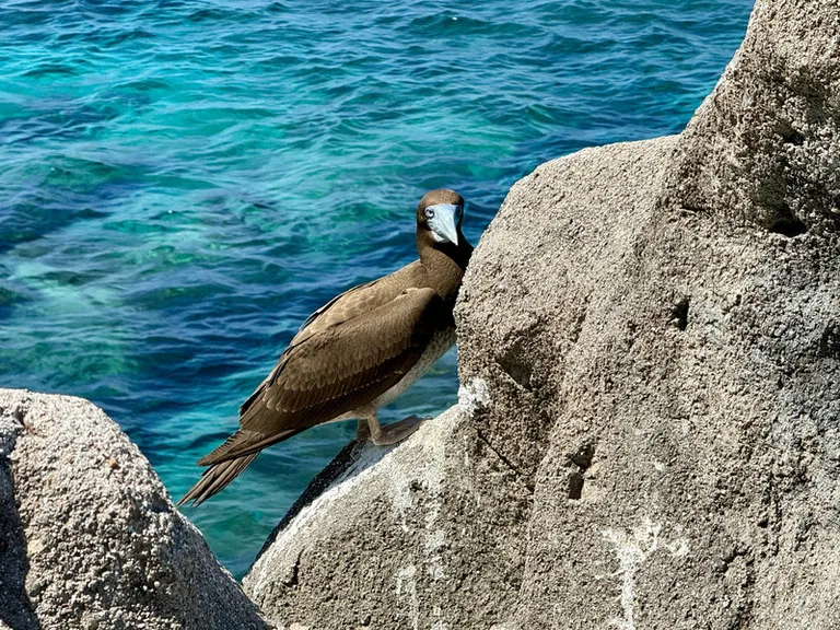 クリスマス島の海辺の岩場からこちらを見つめるカツオ鳥