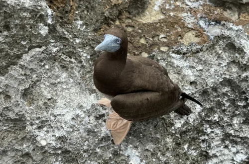 クリスマス島に生息する青い顔と茶色の羽が特徴的なBrown Booby(カツオ鳥)