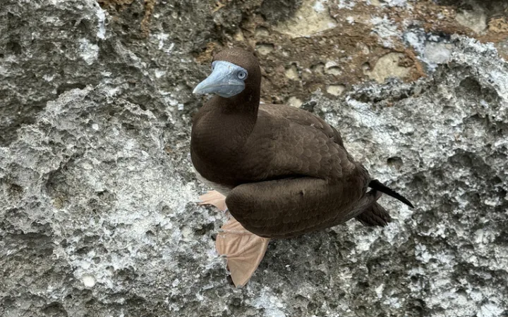 クリスマス島に生息する青い顔と茶色の羽が特徴的なBrown Booby(カツオ鳥)