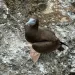 クリスマス島に生息する青い顔と茶色の羽が特徴的なBrown Booby（カツオ鳥）
