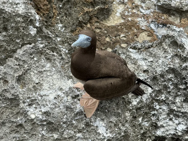 クリスマス島に生息する青い顔と茶色の羽が特徴的なBrown Booby(カツオ鳥)