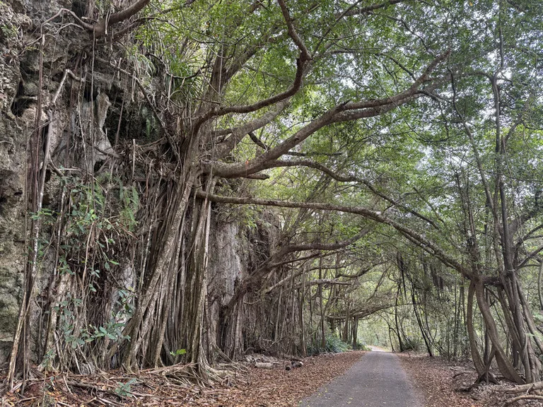 クリスマス島のChristmas Island National Park(クリスマス島国立公園)の風景