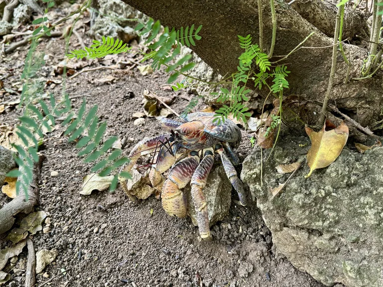 クリスマス島の山に生息する大きなヤシガニ(Robber Crab)