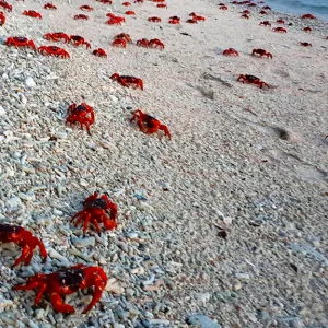オーストラリア領クリスマス島のビーチを移動する赤ガニたち