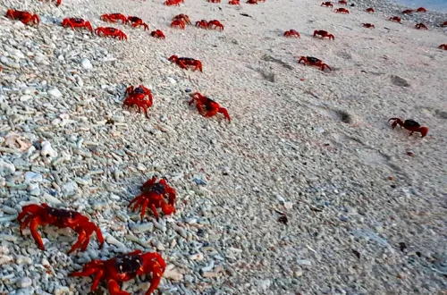 オーストラリア領クリスマス島のビーチを移動する赤ガニたち