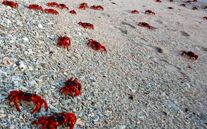 オーストラリア領クリスマス島のビーチを移動する赤ガニたち