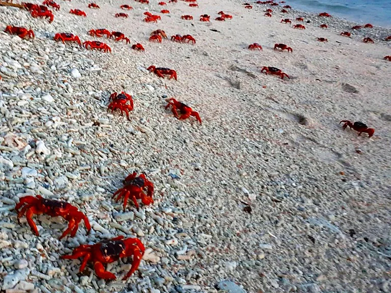 オーストラリア領クリスマス島のビーチを移動する赤ガニたち
