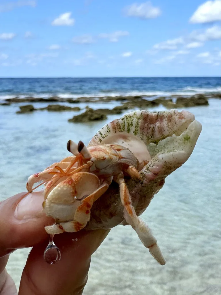 クリスマス島のEthel Beachのヤドカリ
