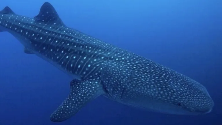 クリスマス島のスキューバダイビング。ジンベエザメ