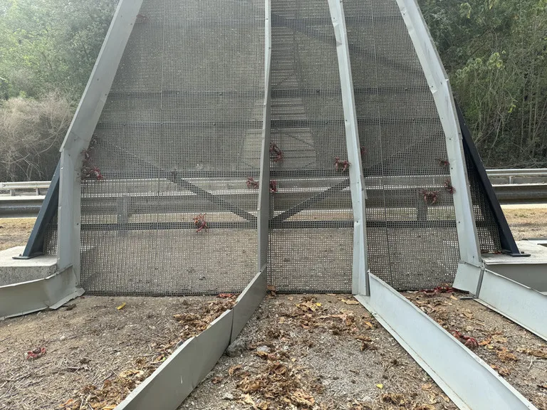 クリスマス島のCrab Bridge(クラブ・ブリッジ)を赤ガニが登っている様子