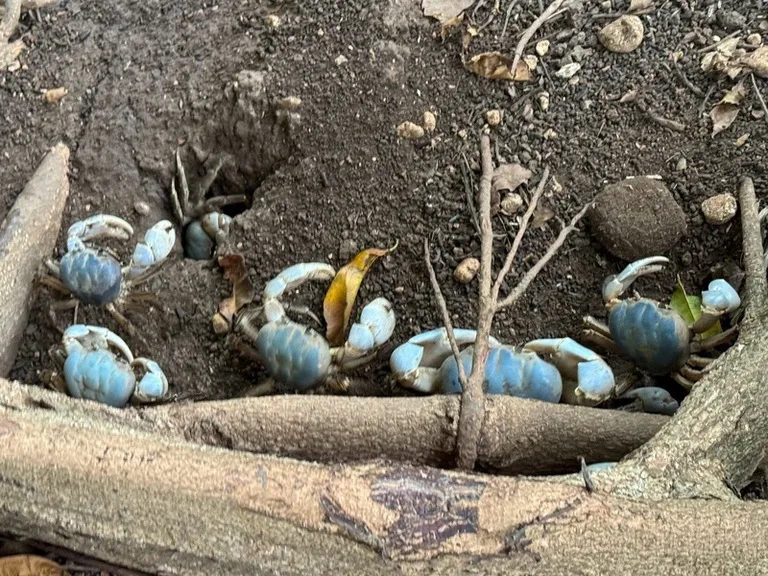 クリスマス島の青ガニが木の下で群れている様子