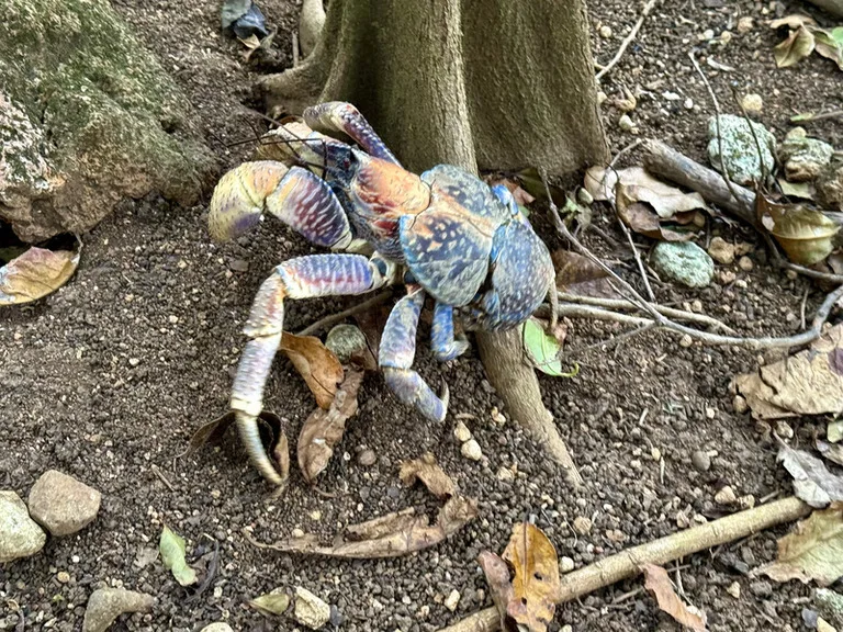 クリスマス島の山に生息する大きなヤシガニ(Robber Crab)