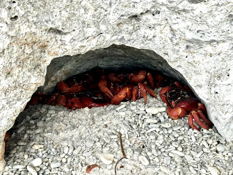 クリスマス島のEthel Beachの穴に集まる赤ガニたち