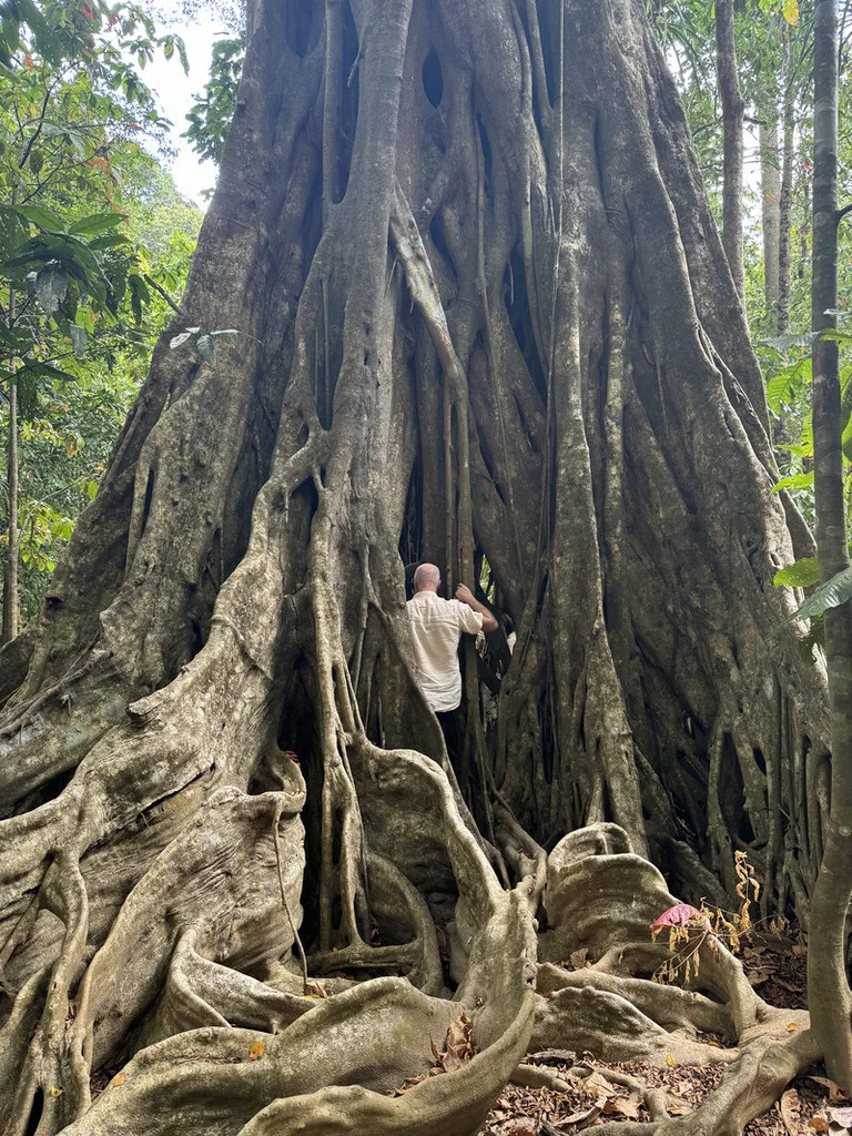 クリスマス島の観光名所Boulder Track(ボルダー・トラック)にある大木