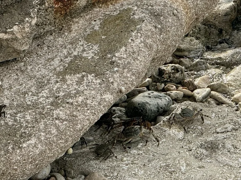 クリスマス島の海岸にいる黒いカニ
