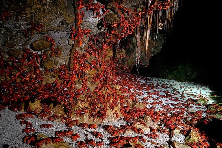 クリスマス島の赤ガニが岩場を大群で移動している様子