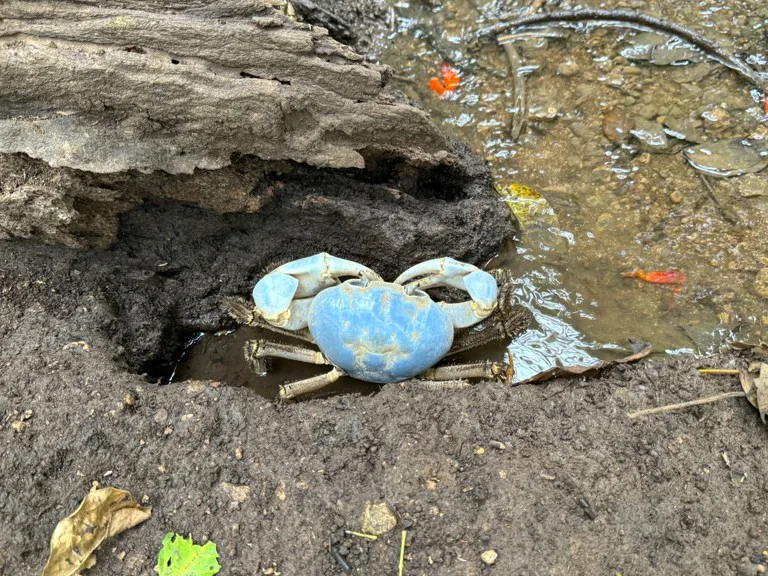 Christmas島のブルークラブ(Blue Crab)