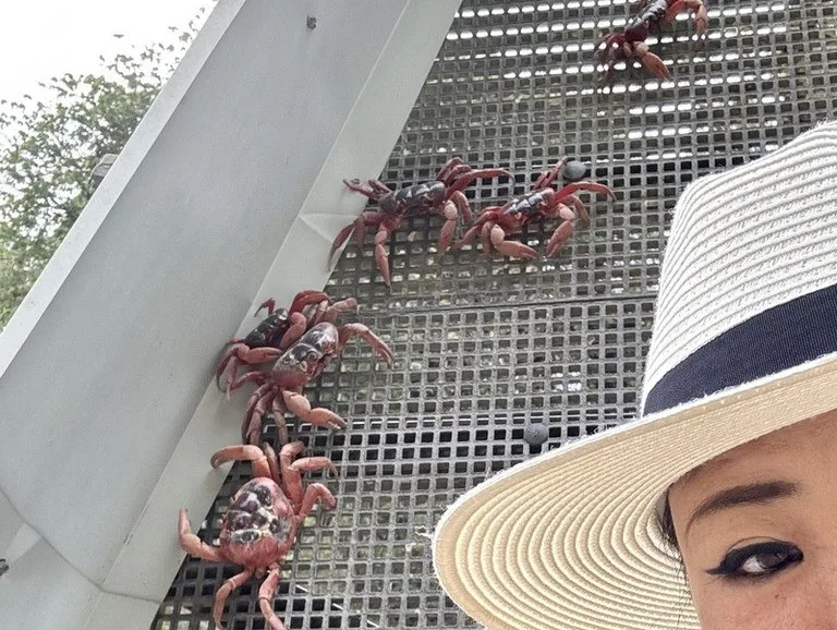 クリスマス島にあるCrab Bridgeを歩くカニと自撮りする観光客