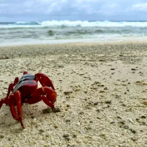 クリスマス島のビーチと赤ガニのクローズアップ
