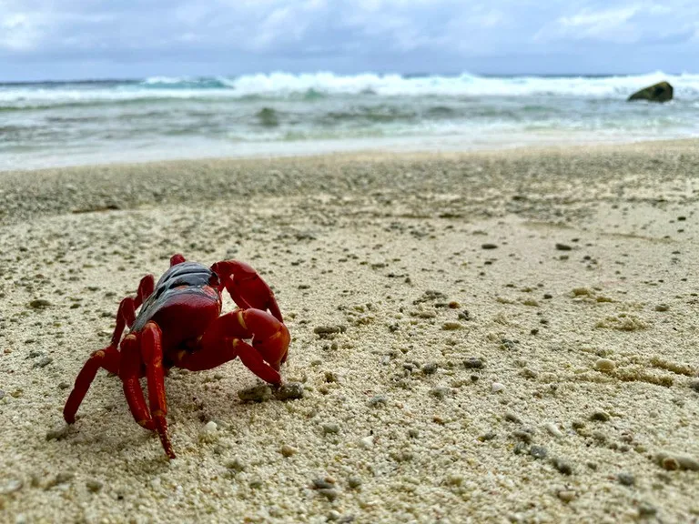 クリスマス島のビーチと赤ガニのクローズアップ