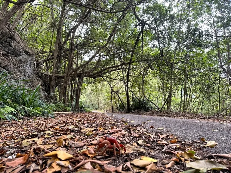 クリスマス島国立公園の森林の中を歩く赤ガニ