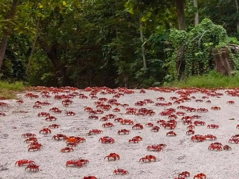 クリスマス島の赤ガニの移動風景
