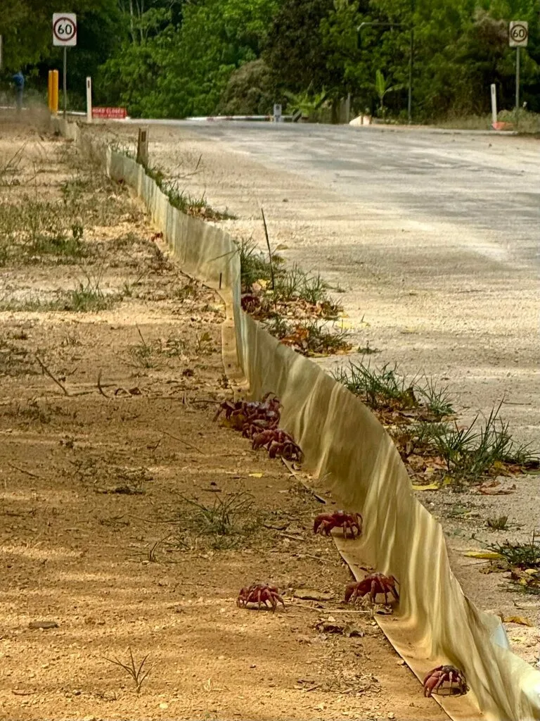 クリスマス島のカニを守るためのカニガード(Crab guard)とその周辺を歩く赤ガニ