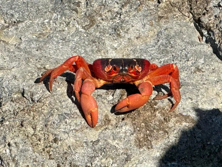 クリスマス島に生息する赤ガニを正面からとらえた様子