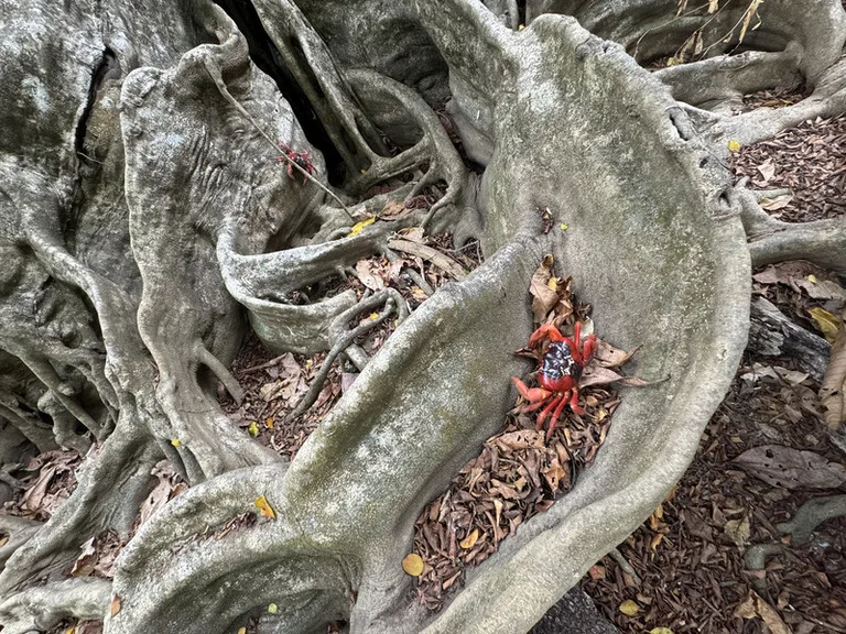クリスマス島の森の中で生息する赤ガニ