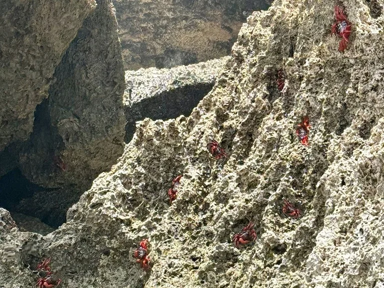 クリスマス島の岩場に産卵にきた赤ガニのメスたち