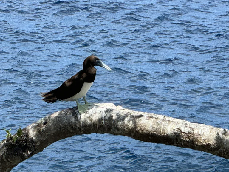 クリスマス島の海沿いの木にとまっているBrown Booby(カツオ鳥)