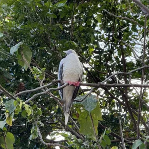 クリスマス島で木の上に佇む Red-footed Booby(アカアシカツオドリ)