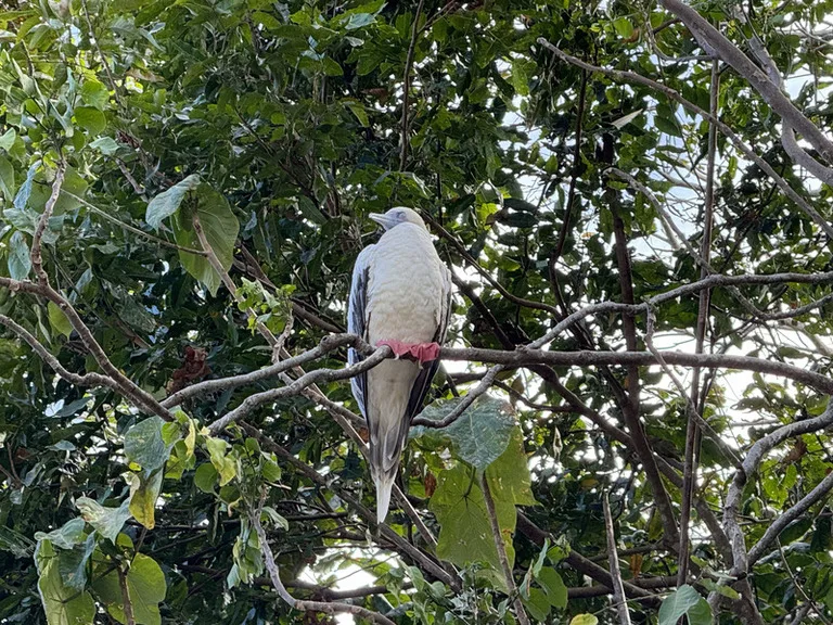クリスマス島で木の上に佇む Red-footed Booby(アカアシカツオドリ)