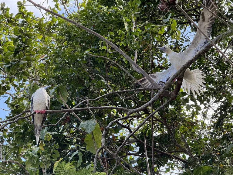 クリスマス島の木の上で、羽を広げてメスにアピールするRed-footed Booby(アカアシカツオドリ)オスとそれを眺めるメス