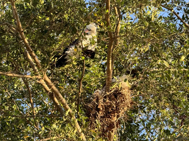 クリスマス島の固有種・Abbott’s Booby(モモグロカツオドリ)。高い木の巣で寄り添う親鳥のペア