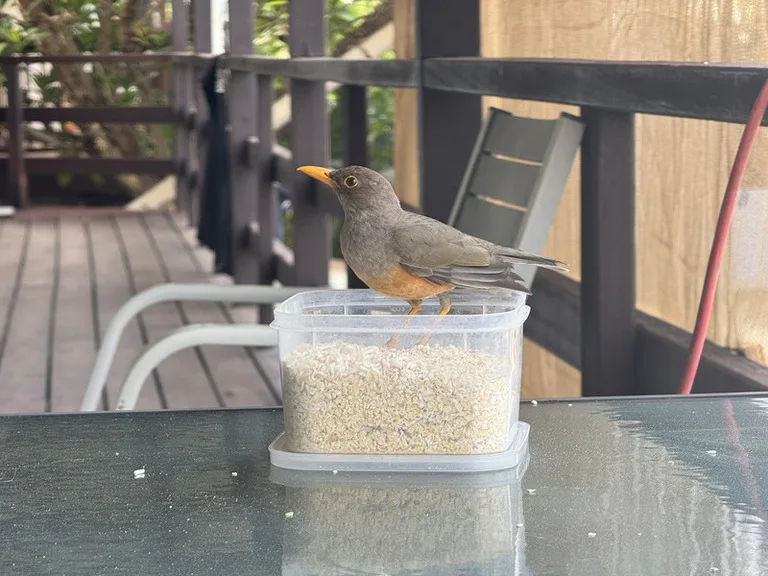 テーブルに置いた餌箱をむさぼるChristmas Island Thrush(クリスマスツグミ)