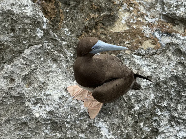 クリスマス島に生息する青い顔と茶色の羽が特徴的なBrown Booby(カツオ鳥)
