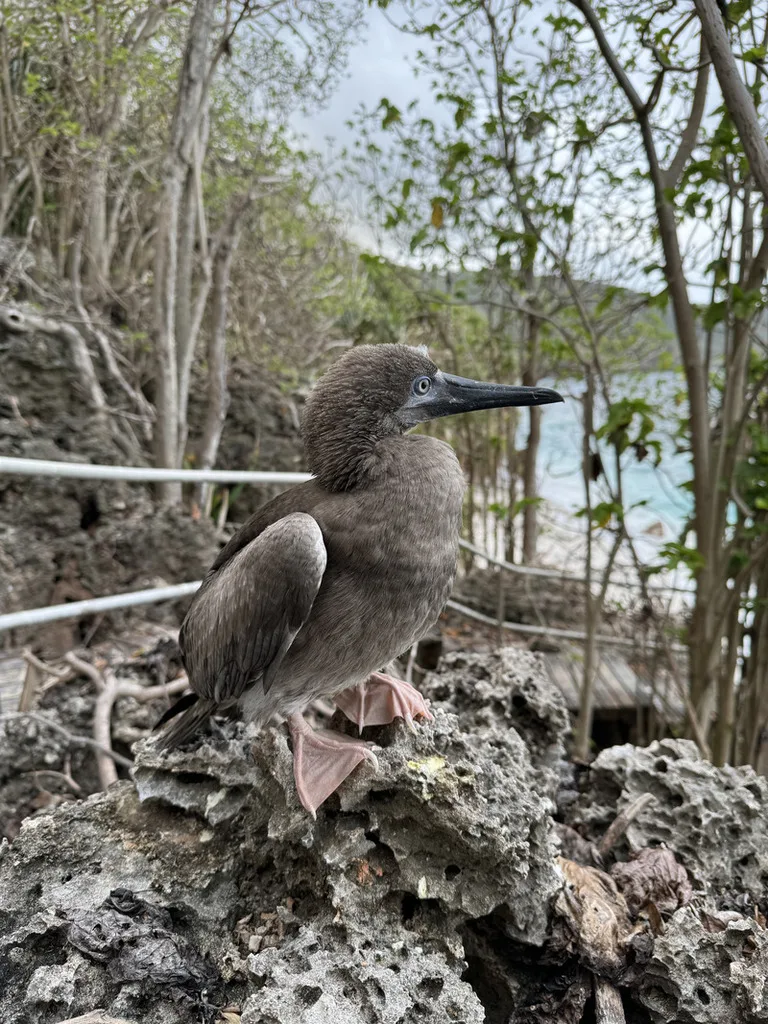 クリスマス島、Ethel Beachの遊歩道脇にいるカツオドリ