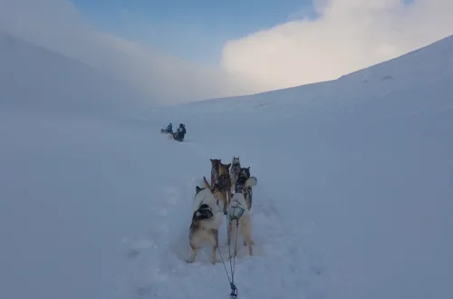 スバールバル諸島の雪原を走りる犬ぞりチーム