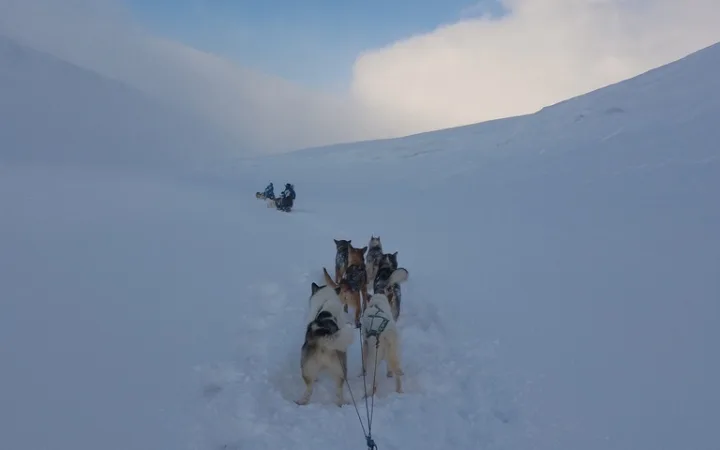スバールバル諸島の雪原を走りる犬ぞりチーム