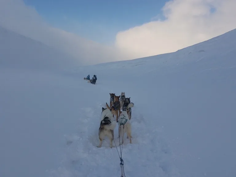 スバールバル諸島の雪原を走りる犬ぞりチーム