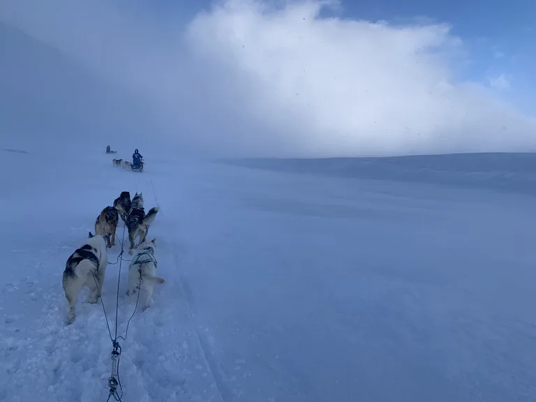 スバールバル諸島の雪原を走りる犬ぞりチーム