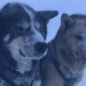 スバールバル諸島の雪原の中で休みを取る犬