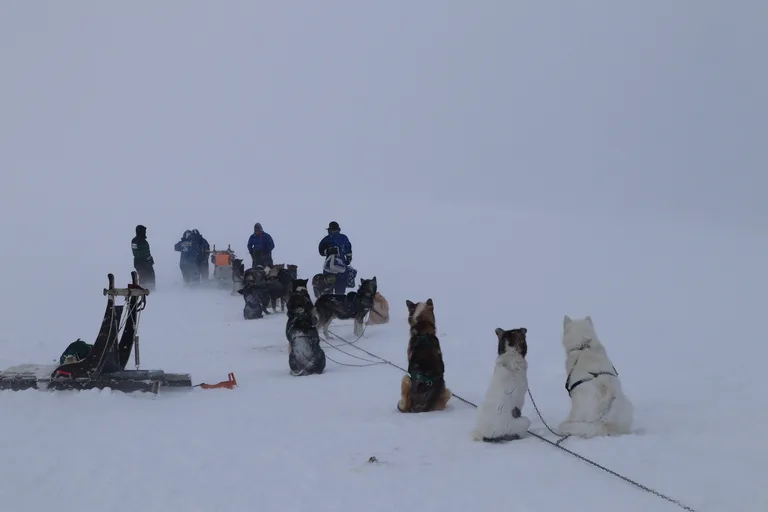 スバールバル諸島の雪原の中で休みを取る犬ぞりチーム